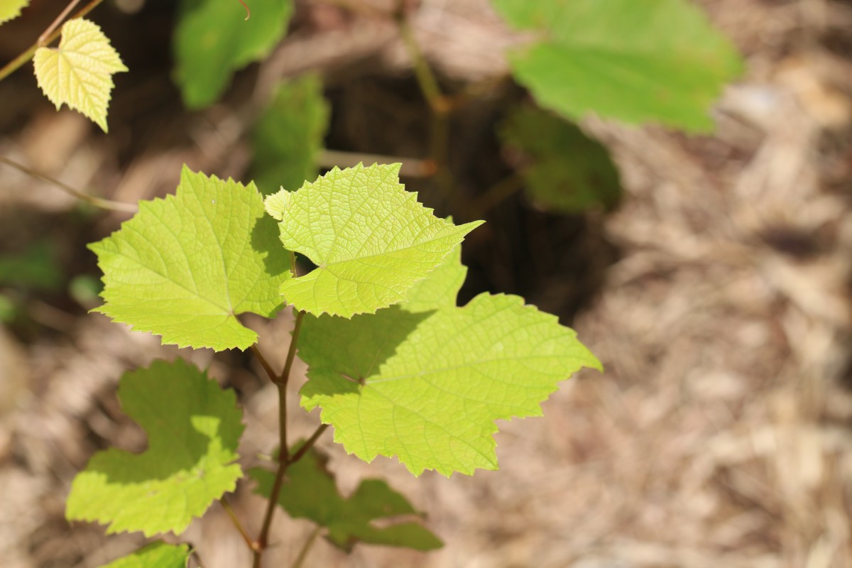 Vitis vinifera L.